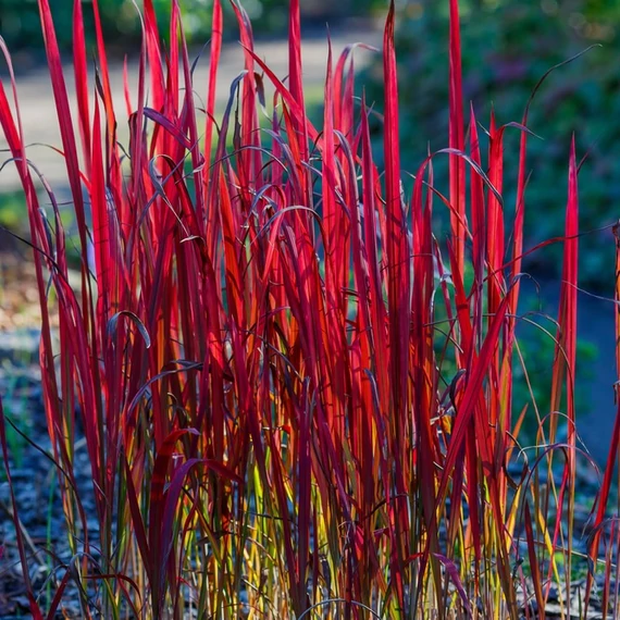 Imperata cylindrica 'Red Baron' - Vörös Alangfű vagy Japán vérfű
