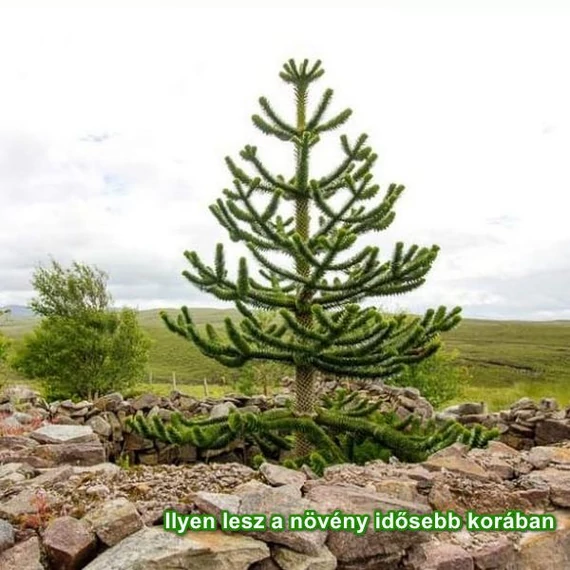 Araucaria araucana - Chilei fenyő