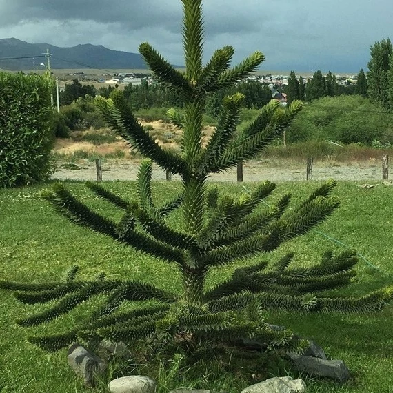 Araucaria araucana - Chilei araukária