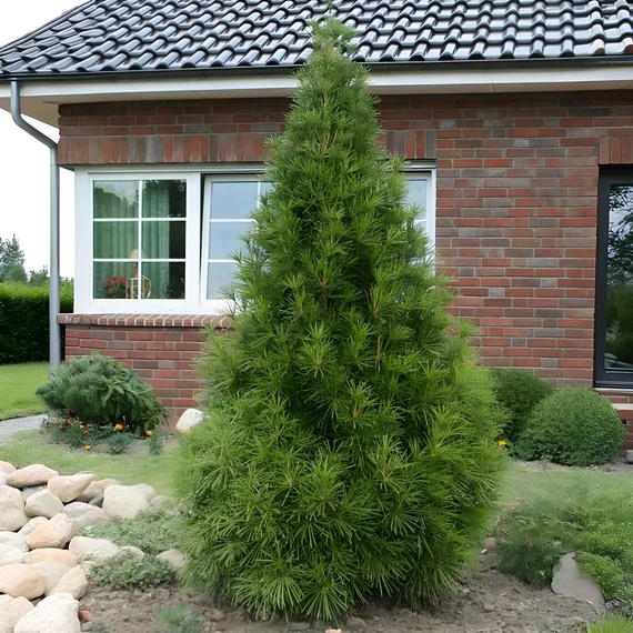 Sciadopitys verticillata - Japán ernyőfenyő