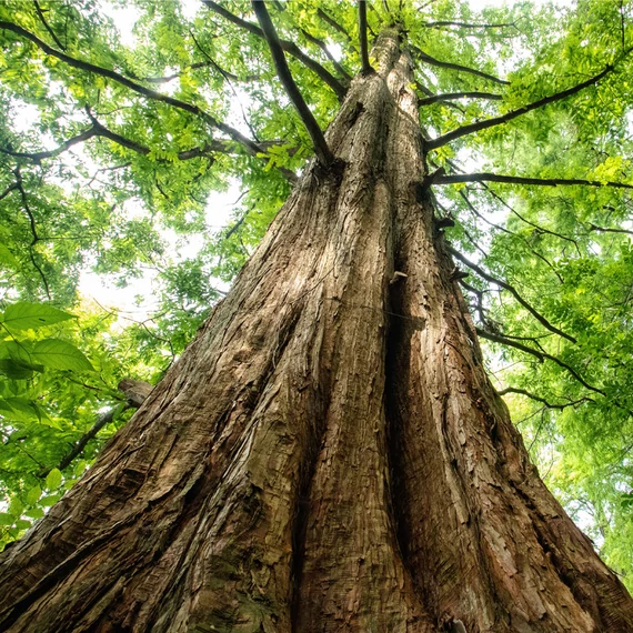 Metasequoia glyptostroboides 'Goldrush' – kínai mamutfenyő
