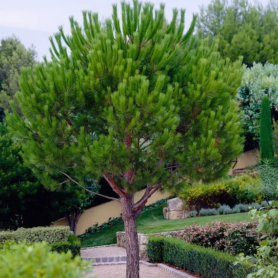 Pinus pinea 'Silver Crest' - mandulafenyő