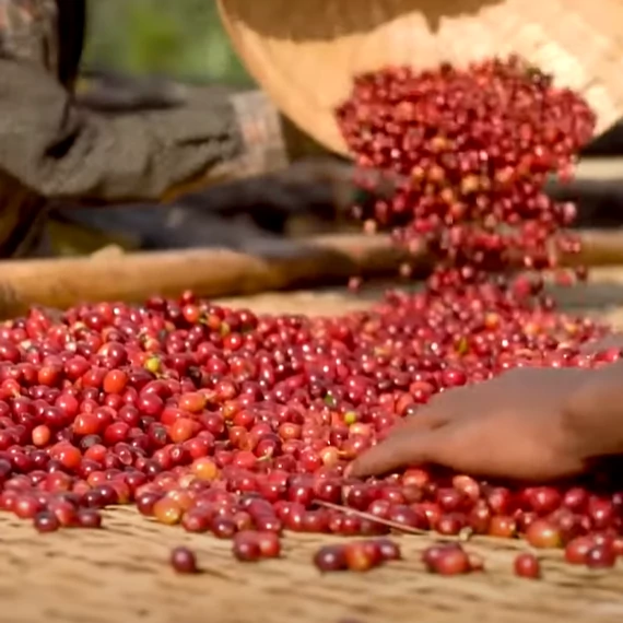 Coffea Arabica (kávécserje)