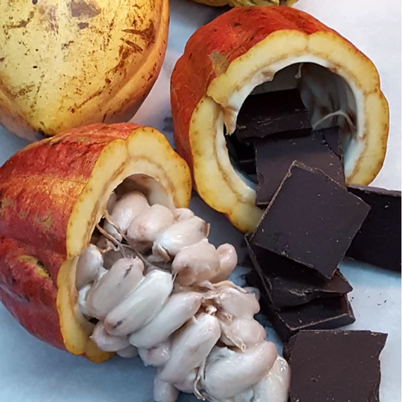 Theobroma cacao - igazi kakaó