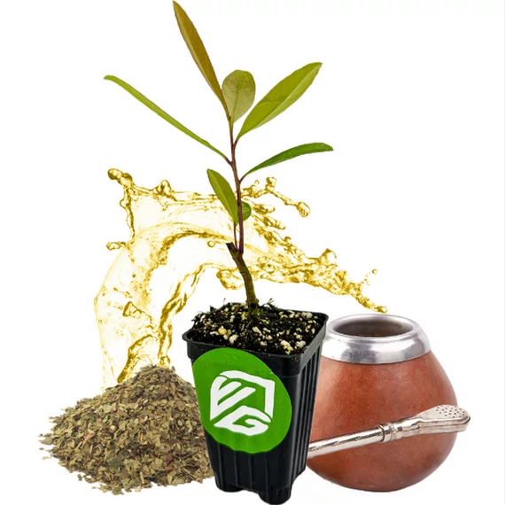 Ilex Paraguariensis - Yerba Mate tea