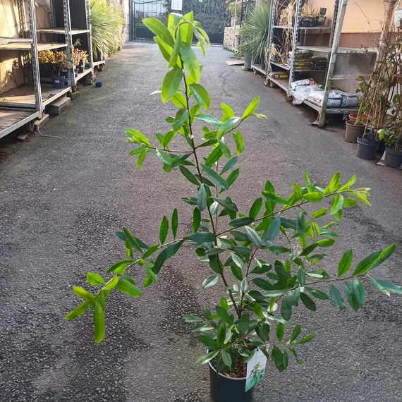 Ilex Paraguariensis - Yerba Mate tea nagy
