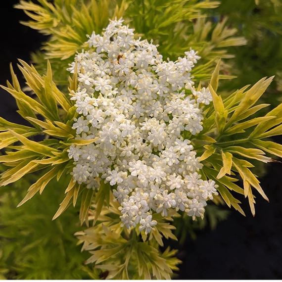 Sambucus nigra 'Golden Tower'