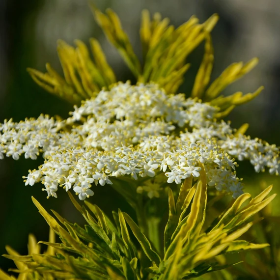Sambucus nigra 'Golden Tower®' – arany, szeldelt levelű bodza