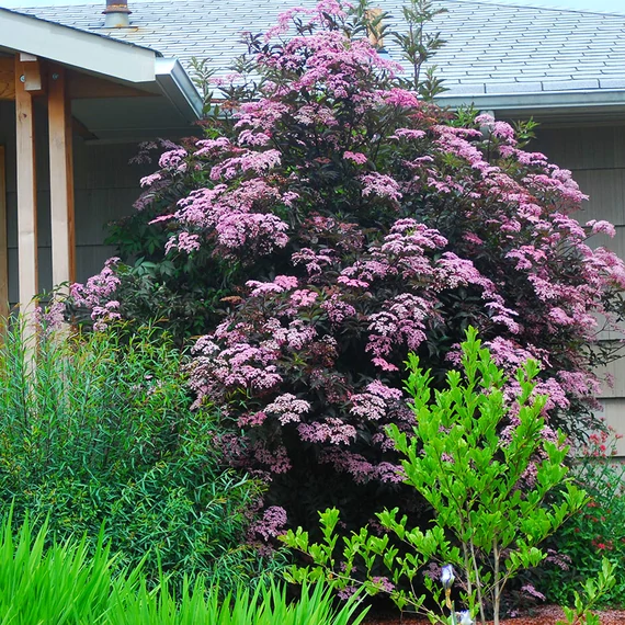 Sambucus nigra 'Black Beauty' -  vöröslombú bodza