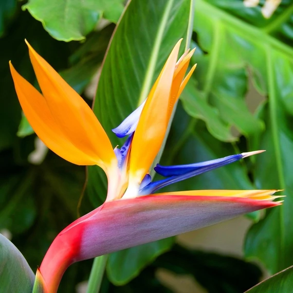 Strelitzia reginae - pompás papagájvirág