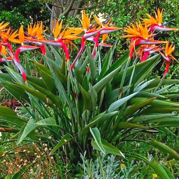 Strelitzia reginae 2 növény  / cserép