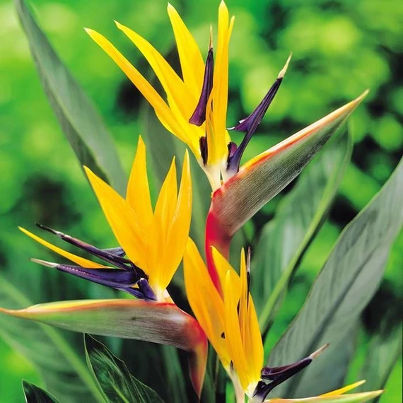 Strelitzia reginae 2 növény / cserép