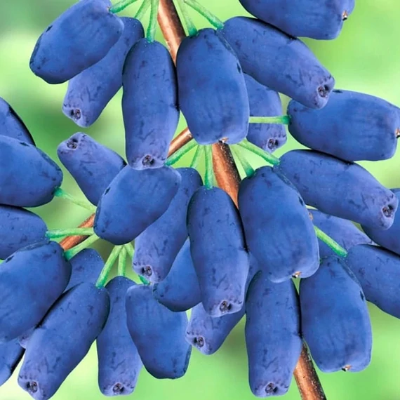 Lonicera kamtschatica 'Duet' – kamcsatkai mézbogyó
