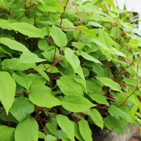 Actinidia arguta Weikii (porzós)