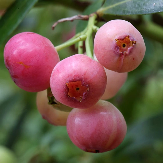 Vaccinium 'Pink Berry' - rózsaszín áfonya