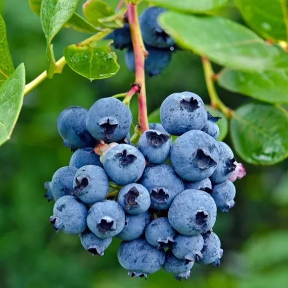 Vaccinium corymbosum'Brigitta Blue' - kék áfonya nagy