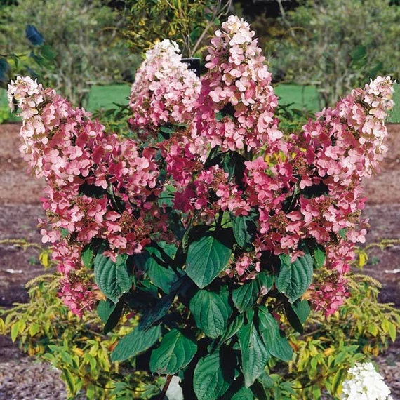 Hydrangea paniculata 'Pink Diamond'