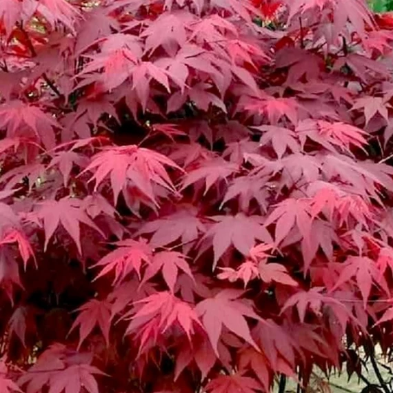 Acer palmatum 'Atropurpureum'