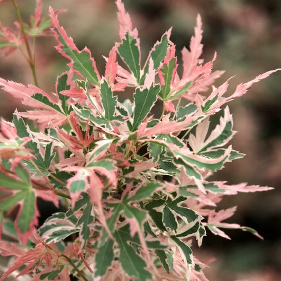 Acer palmatum 'Taylor'