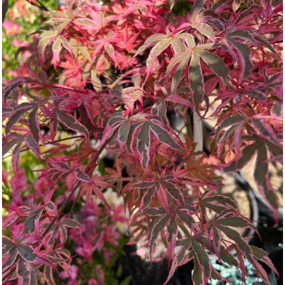 Acer palmatum 'Shirazz'