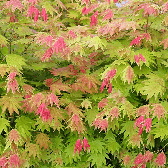 Acer palmatum 'Shirasawanum Moonrise'