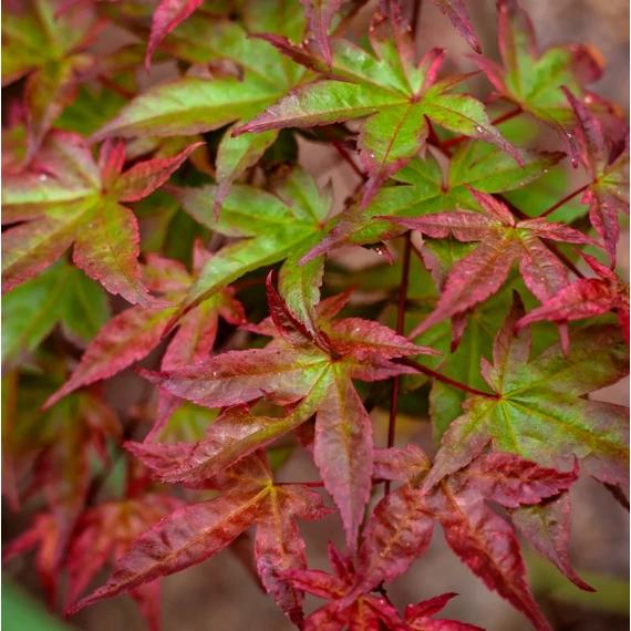 Acer palmatum 'Beni-maiko'
