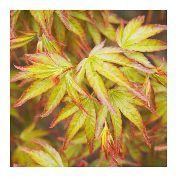 Acer palmatum 'Little Princess'
