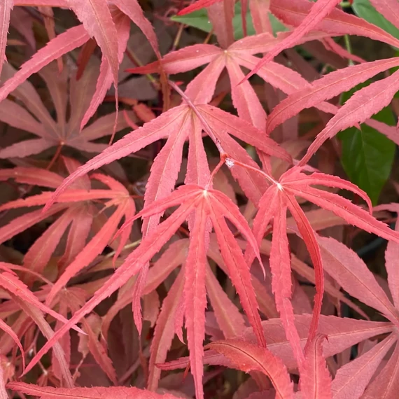 Acer palmatum 'Pevé Dave'