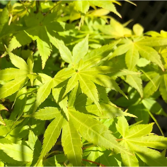Acer palmatum 'Summer Gold'
