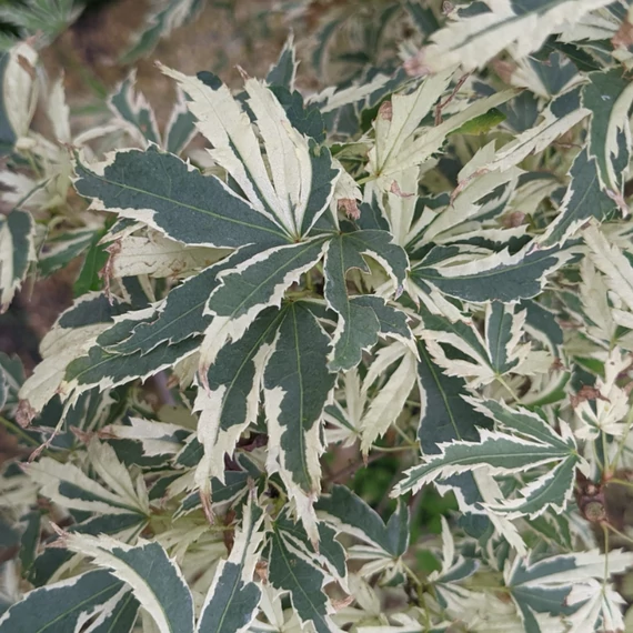 Acer palmatum 'White Butterfly'