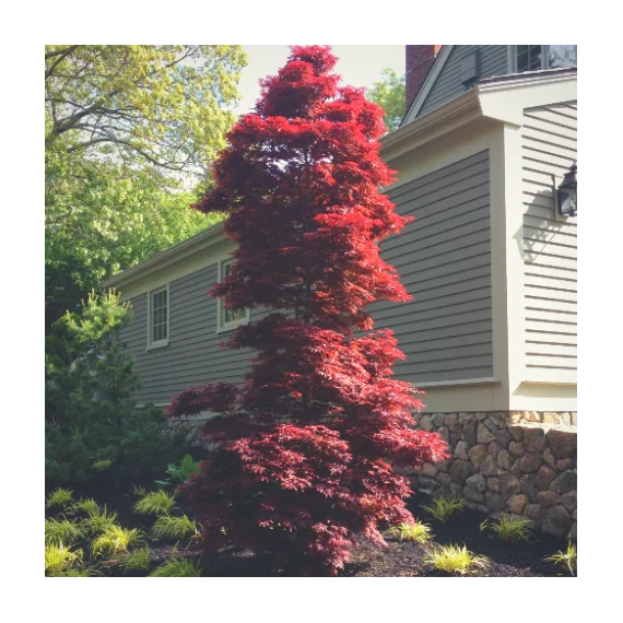 Acer palmatum 'Twombly's Red Sentinel'