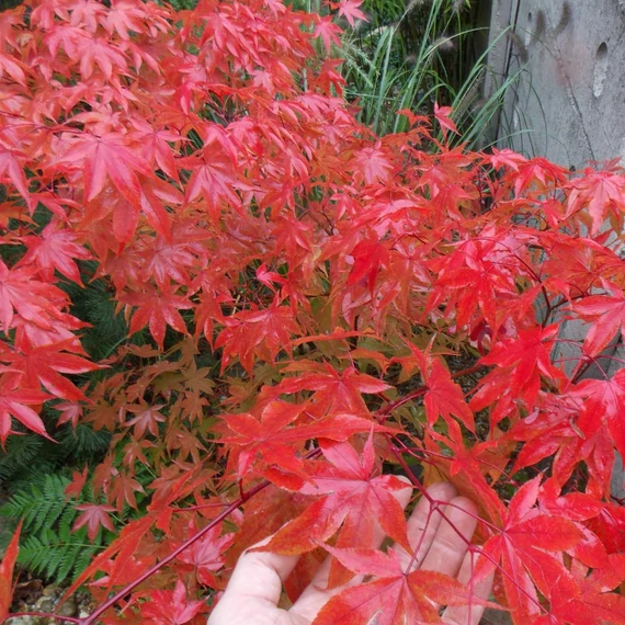 Acer palmatum 'Osakazuki'