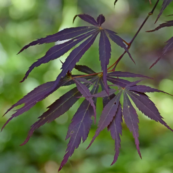 Acer palmatum 'Sumi-nagashi'
