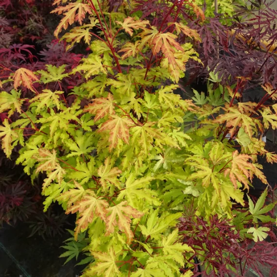 Acer palmatum 'Anne Irene'