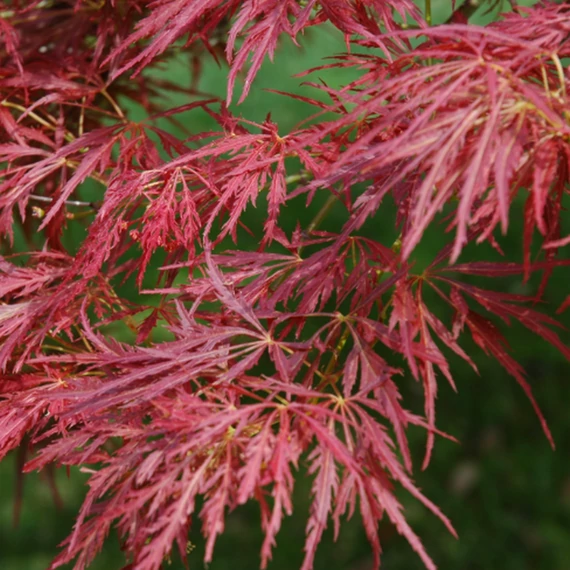 Acer palmatum 'Dissectum Atropurpureum'