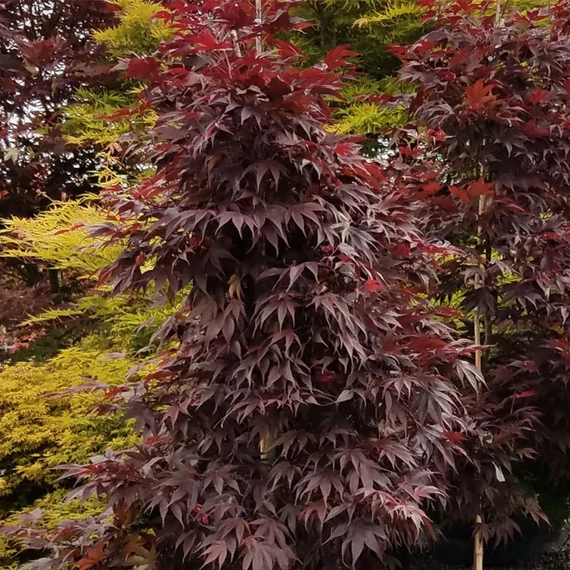 Acer palmatum 'Livy'