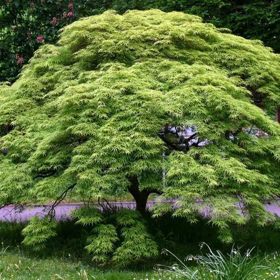 Acer palmatum "Emerald Lace"