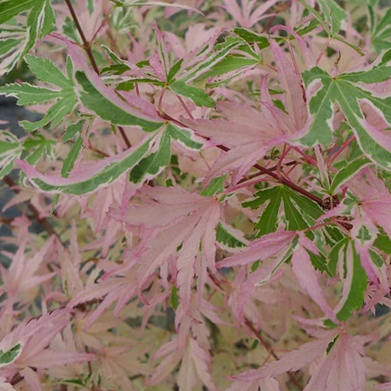Acer palmatum 'Taylor'
