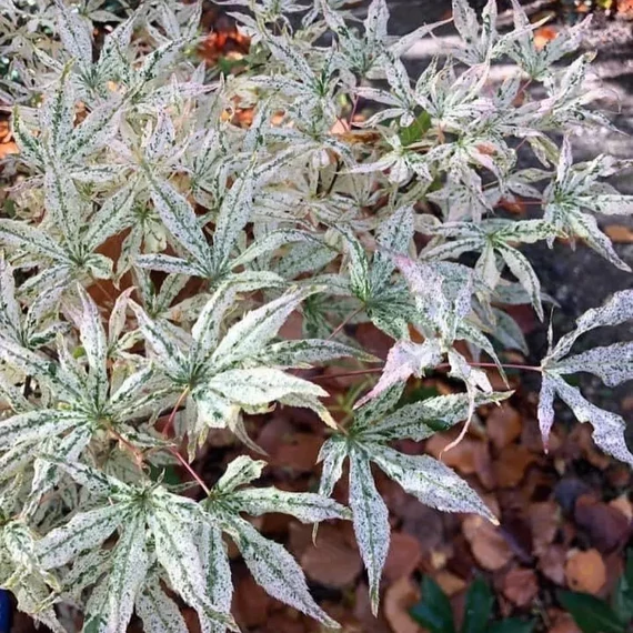 Acer palmatum 'Ukigumo'