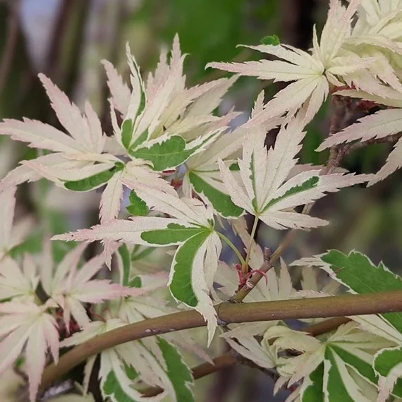 Acer palmatum 'White Butterfly'