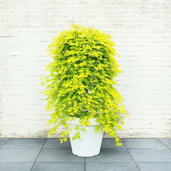 Acer palmatum 'Cascade Citrine' - csüngő Japán juhar