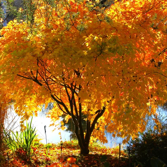Acer palmatum 'Orange dream'