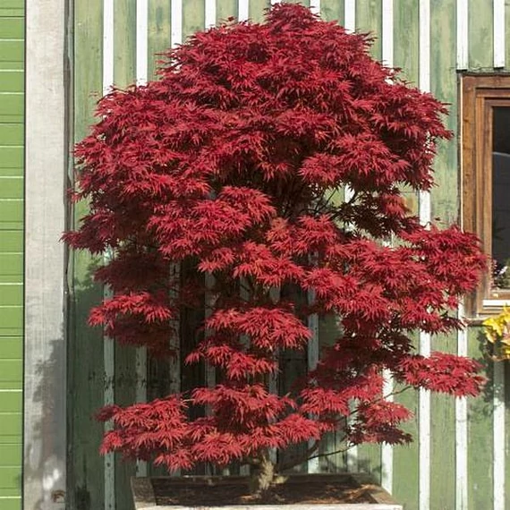 Acer palmatum 'Pixie'