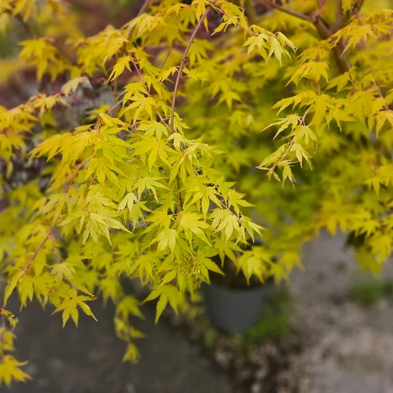 Acer palmatum 'Cascade Gold'