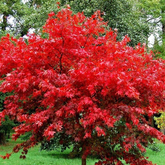 Acer palmatum 'Fireglow'