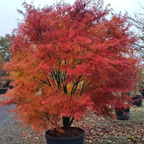 Acer palmatum 'Seiryu'