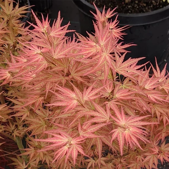 Acer palmatum 'Wilson's Pink Dwarf' 
