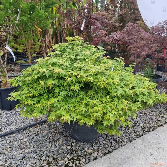 Acer palmatum 'Little Princess'