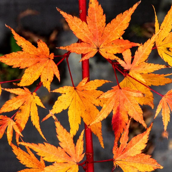 Acer palmatum 'Sango Kaku'