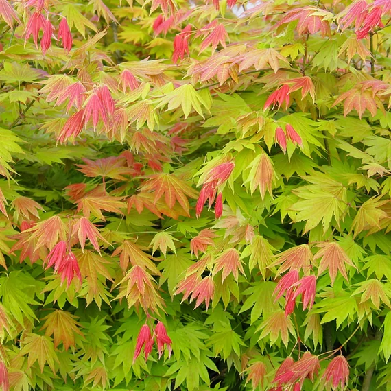 Acer palmatum 'Shirasawanum Moonrise'